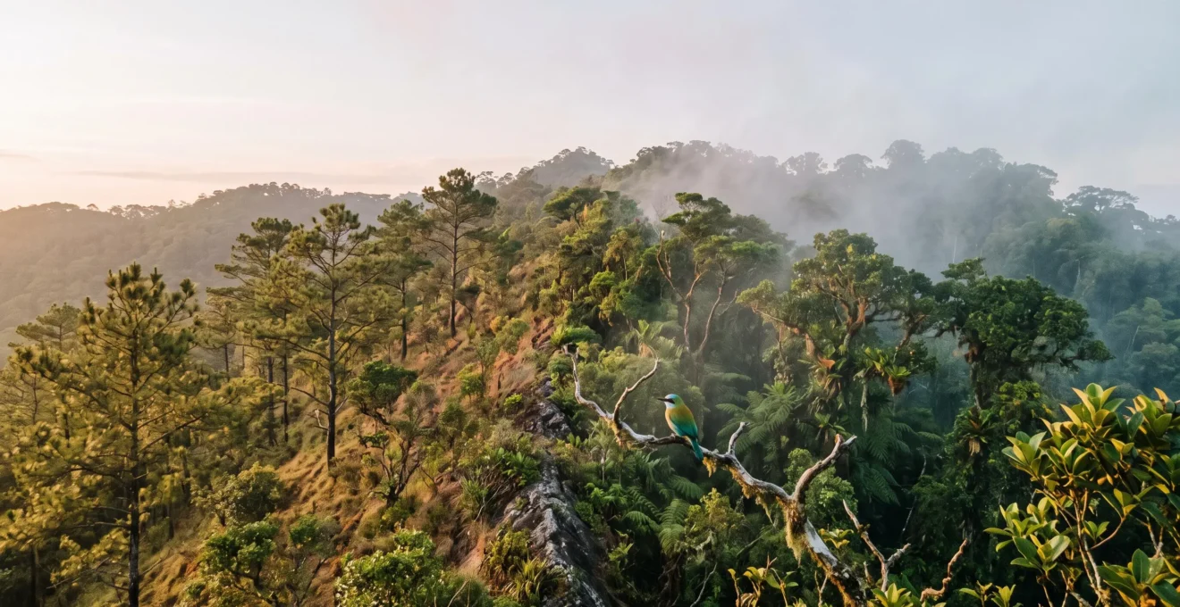 Vue panoramique d'une foret tropicale caribeenne au lever du jour, symbolisant la rencontre de deux microclimats distincts