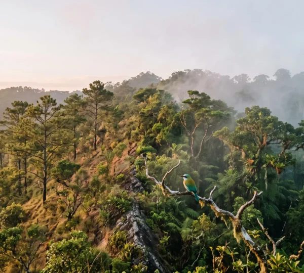 Vue panoramique d'une foret tropicale caribeenne au lever du jour, symbolisant la rencontre de deux microclimats distincts